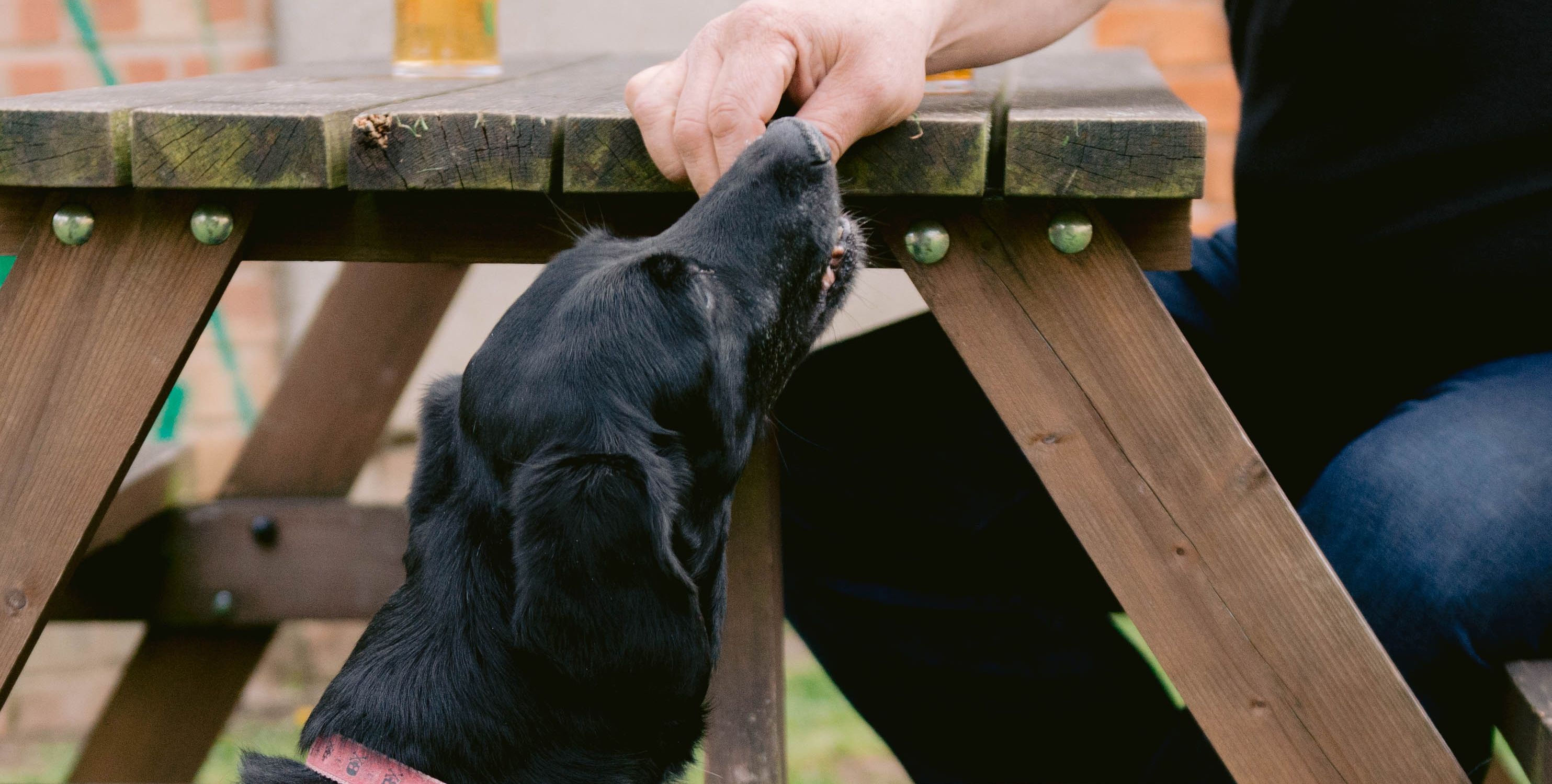 We are a dog-friendly pub 